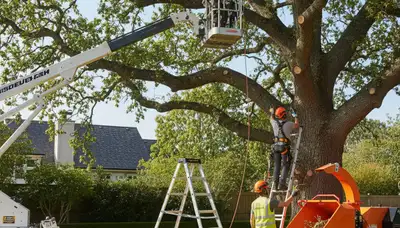 Professional tree pruning service in Albany, NY for healthier trees and safer properties