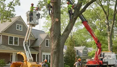 Tree service crew in Albany, NY providing professional tree care and removal services