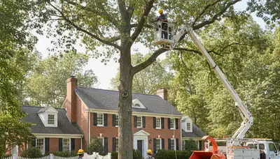 Tree service crew in Albany, NY providing professional tree care and removal solutions