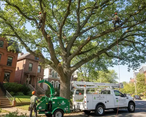 Albany, NY tree trimming service for established canopy care and professional tree maintenance
